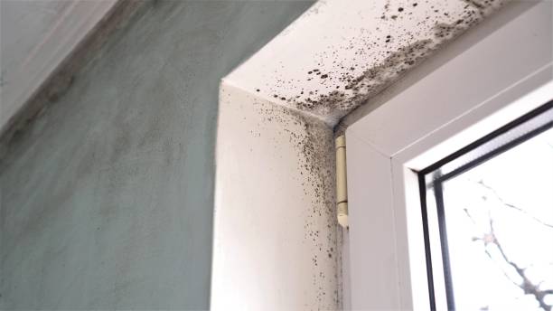 Best Air Quality Testing for Mold Spores  in Slippery Rock, PA