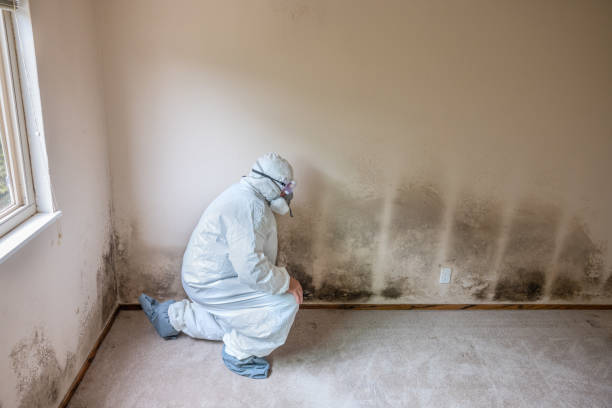 Best Black Mold Removal  in Slippery Rock, PA